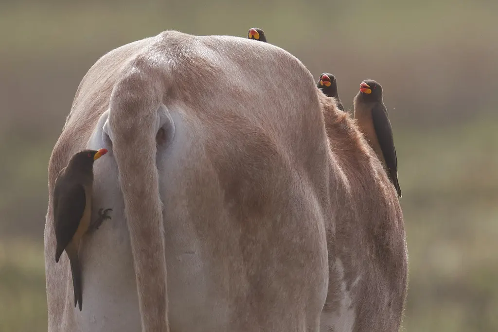 黄嘴牛椋鸟(Buphagus africanus)