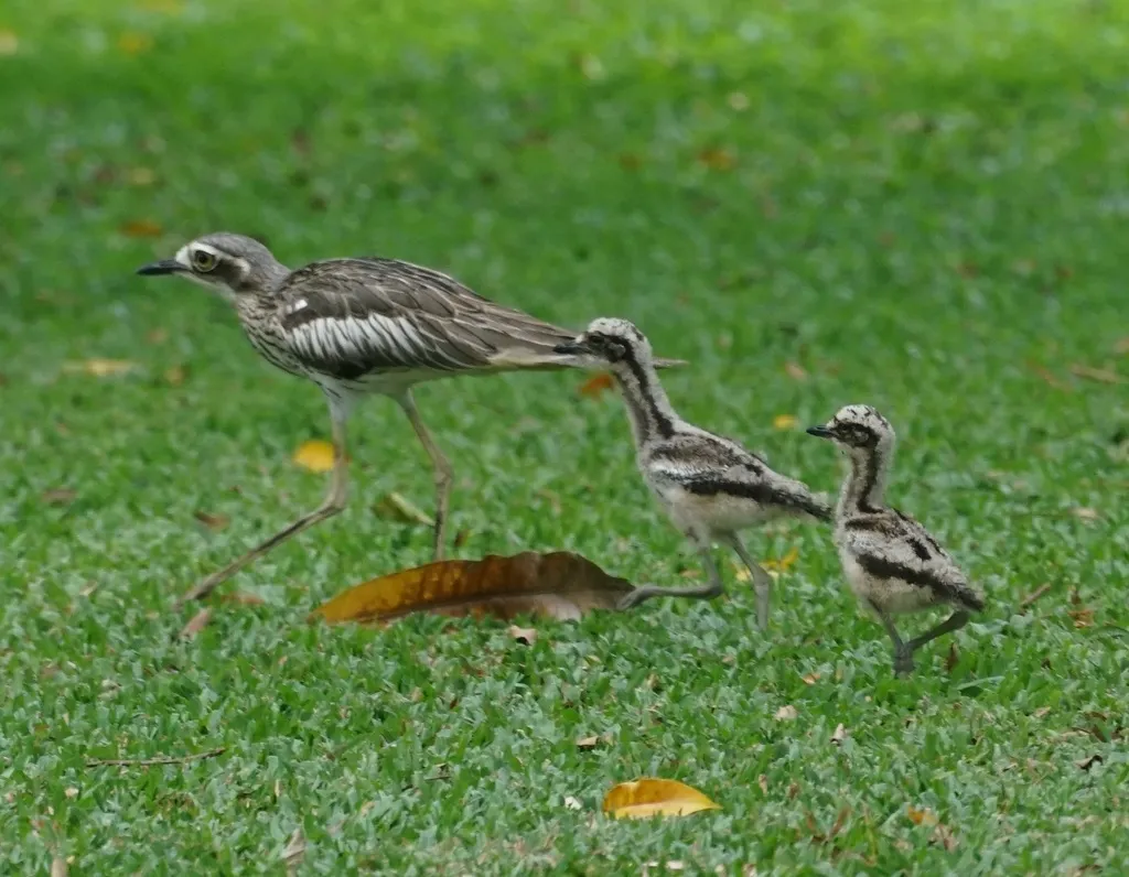 长尾石鸻(Burhinus grallarius)