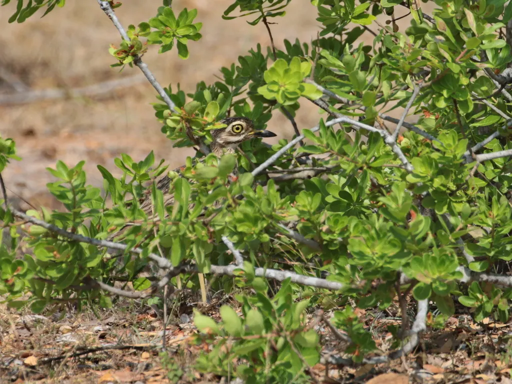 印度石鸻(Burhinus indicus)