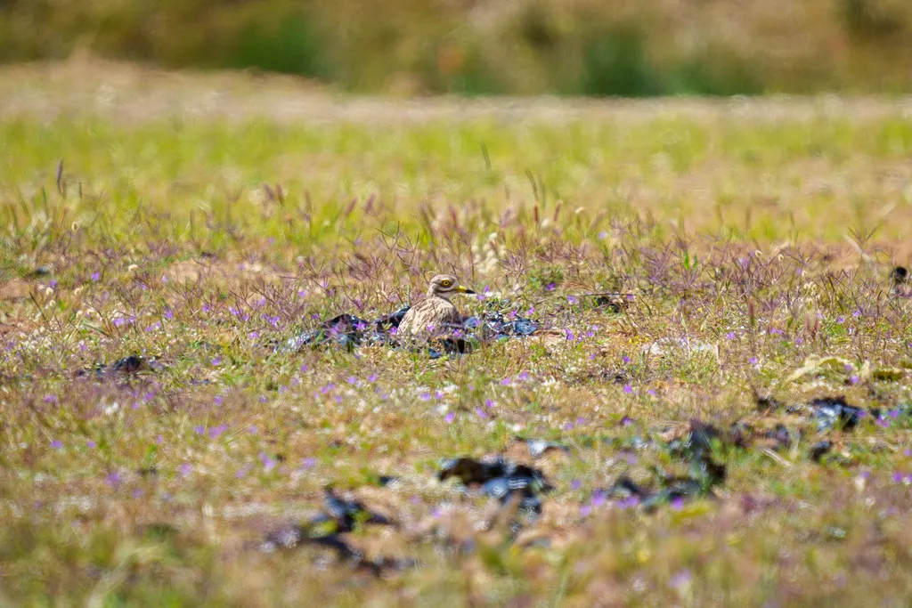 石鸻（Burhinus oedicnemus）