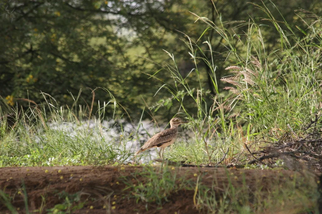 小石鸻（Burhinus senegalensis）