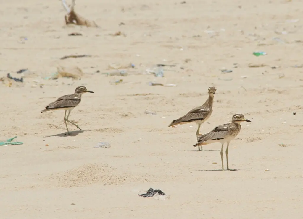 小石鸻（Burhinus senegalensis）