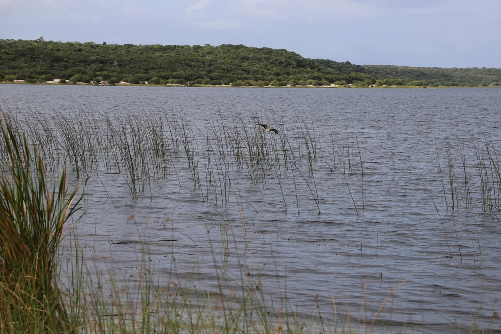 水石鸻(Burhinus vermiculatus)