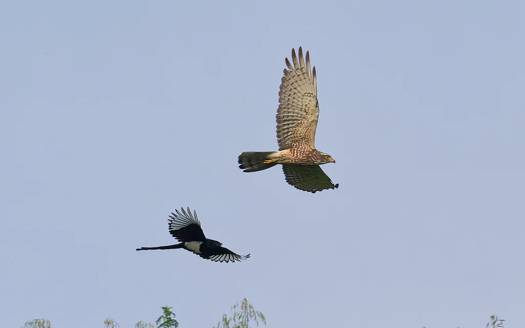 灰脸鵟鹰(Butastur indicus)