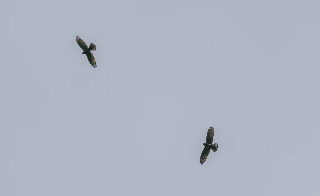 灰脸鵟鹰(Butastur indicus)