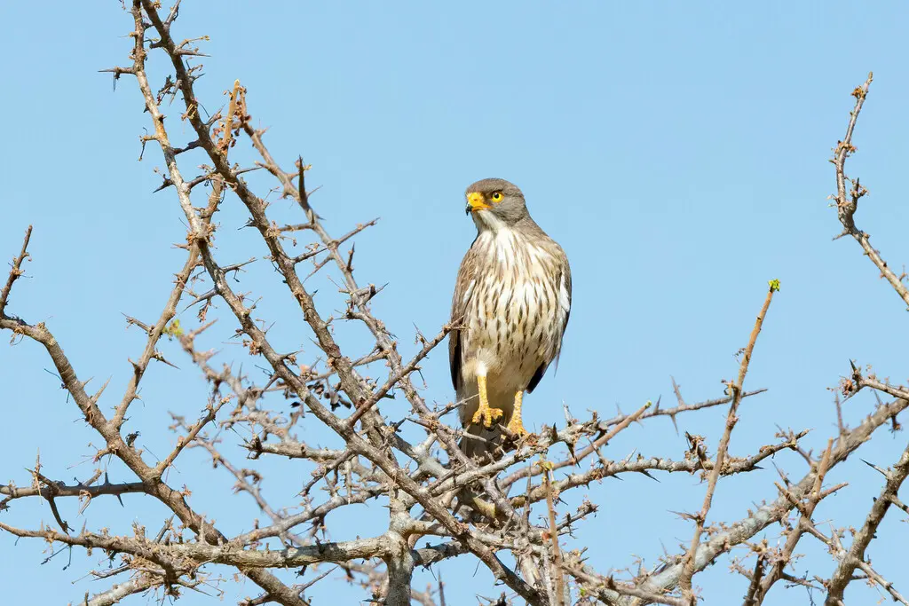 蝗鵟鹰(Butastur rufipennis)