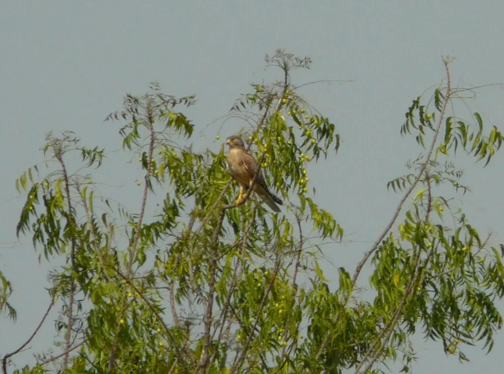 蝗鵟鹰(Butastur rufipennis)