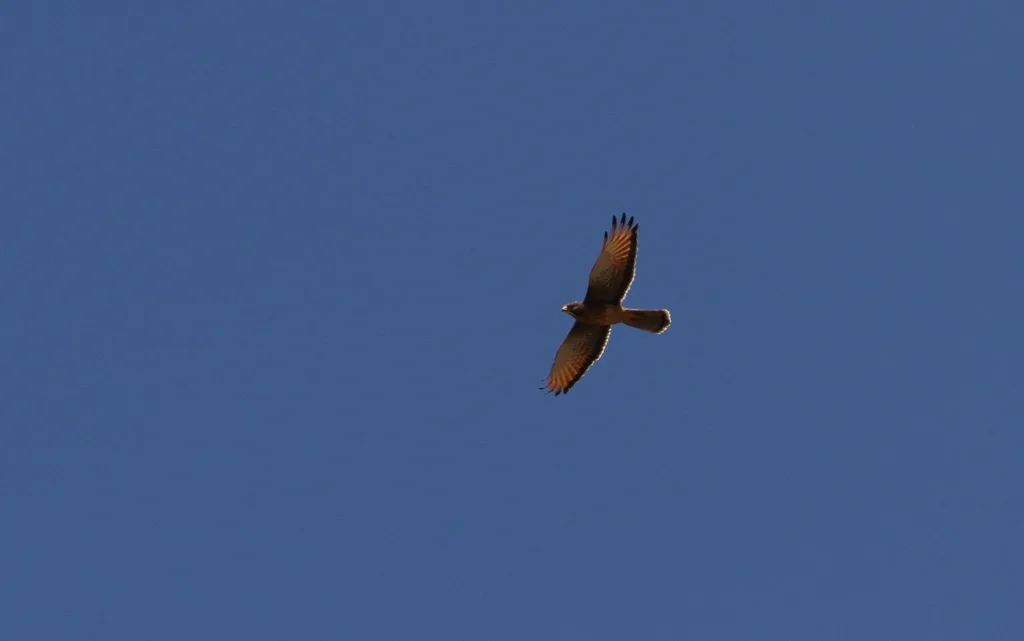 蝗鵟鹰(Butastur rufipennis)