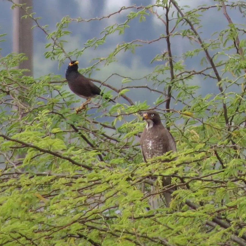 白眼鵟鹰(Butastur teesa)