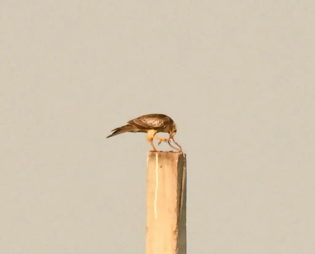 白眼鵟鹰(Butastur teesa)