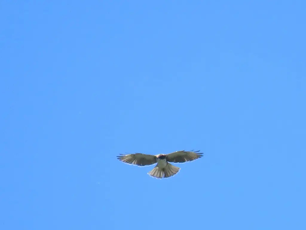 白喉鵟(Buteo albigula)
