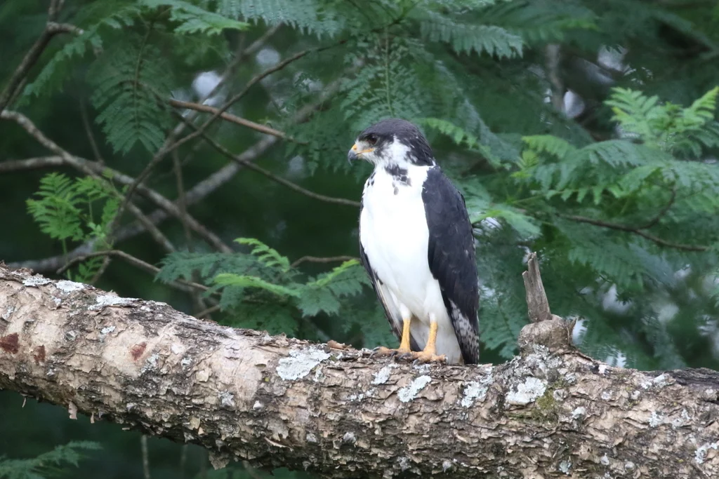 非洲鵟(Buteo augur)