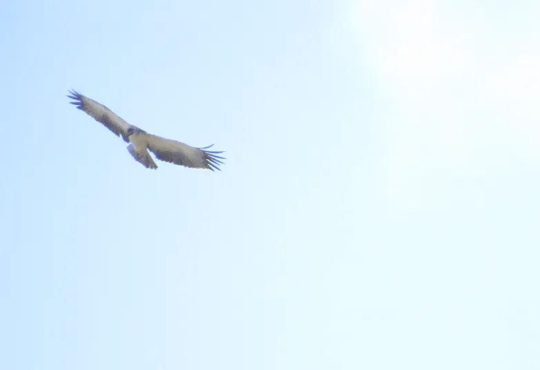 非洲鵟(Buteo augur)
