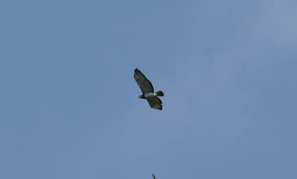 赤颈鵟(Buteo auguralis)