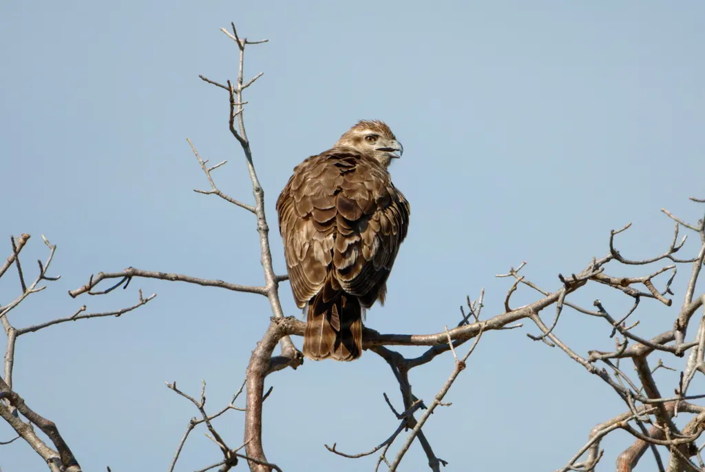 马岛鵟(Buteo brachypterus)