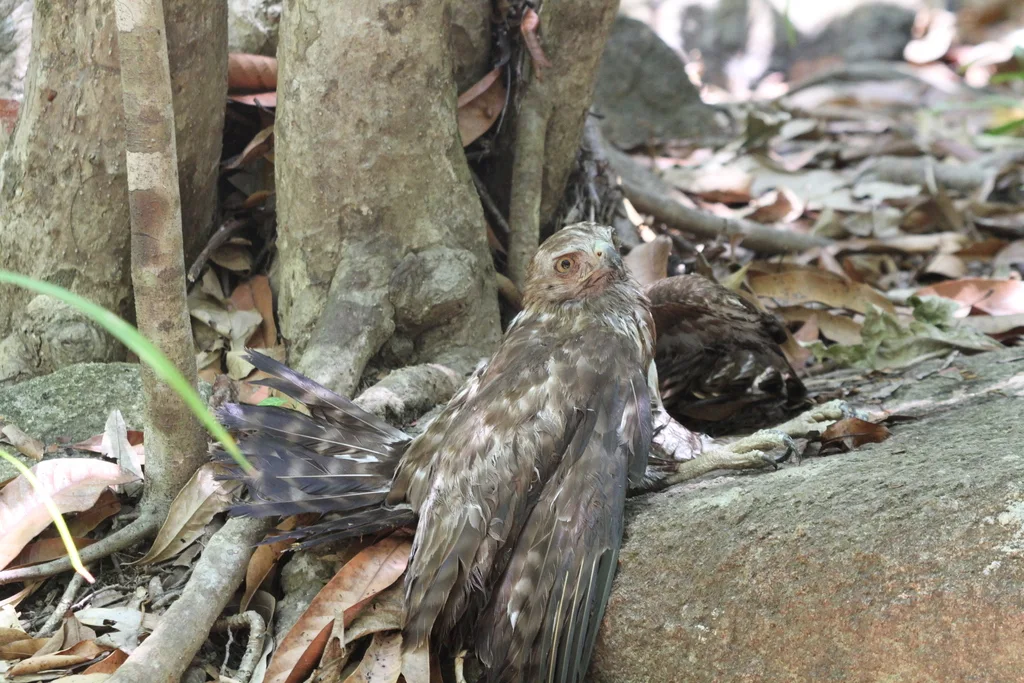 马岛鵟(Buteo brachypterus)