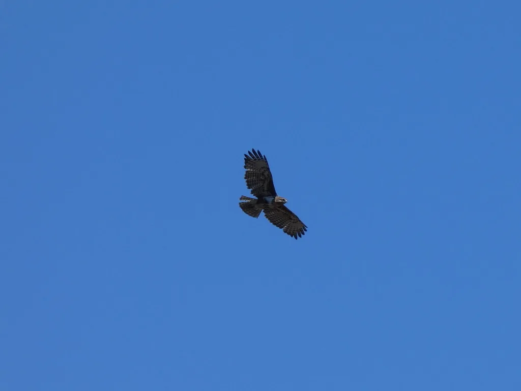 马岛鵟(Buteo brachypterus)