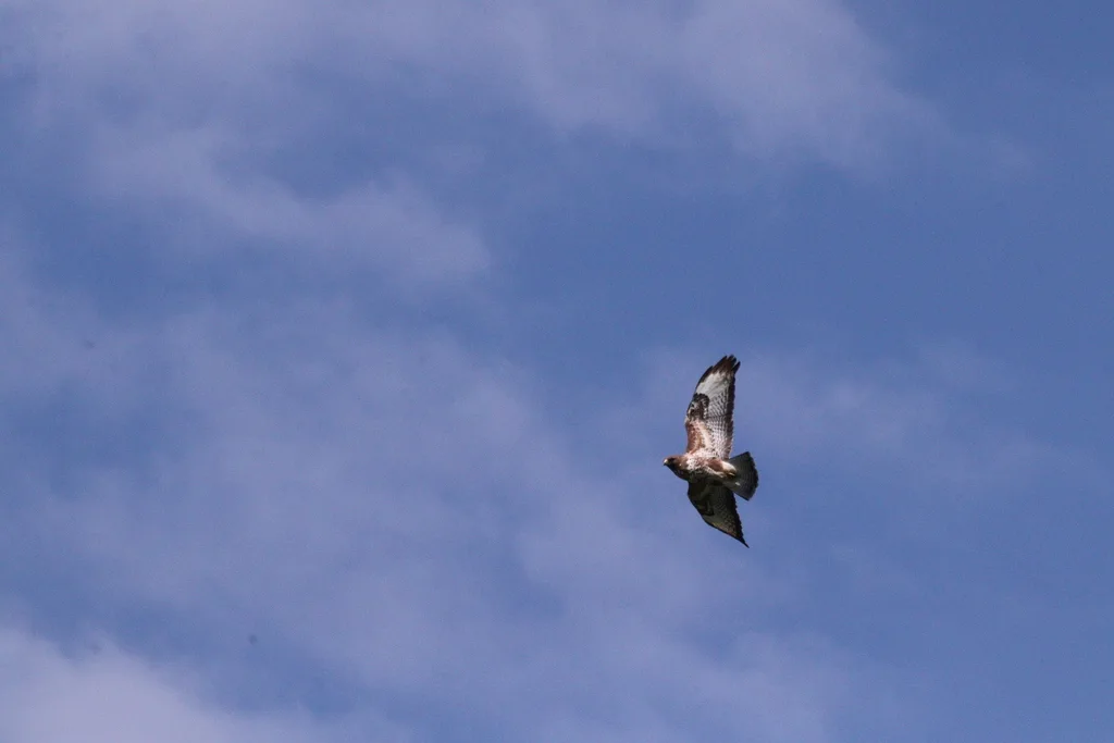 欧亚鵟(Buteo buteo)
