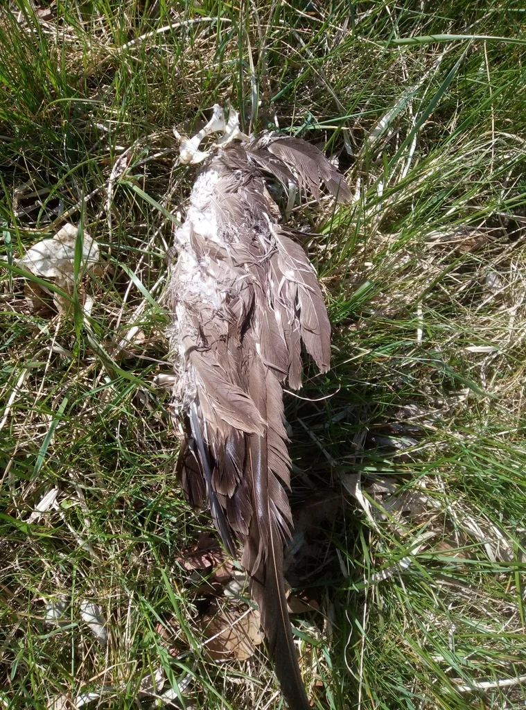欧亚鵟(Buteo buteo)