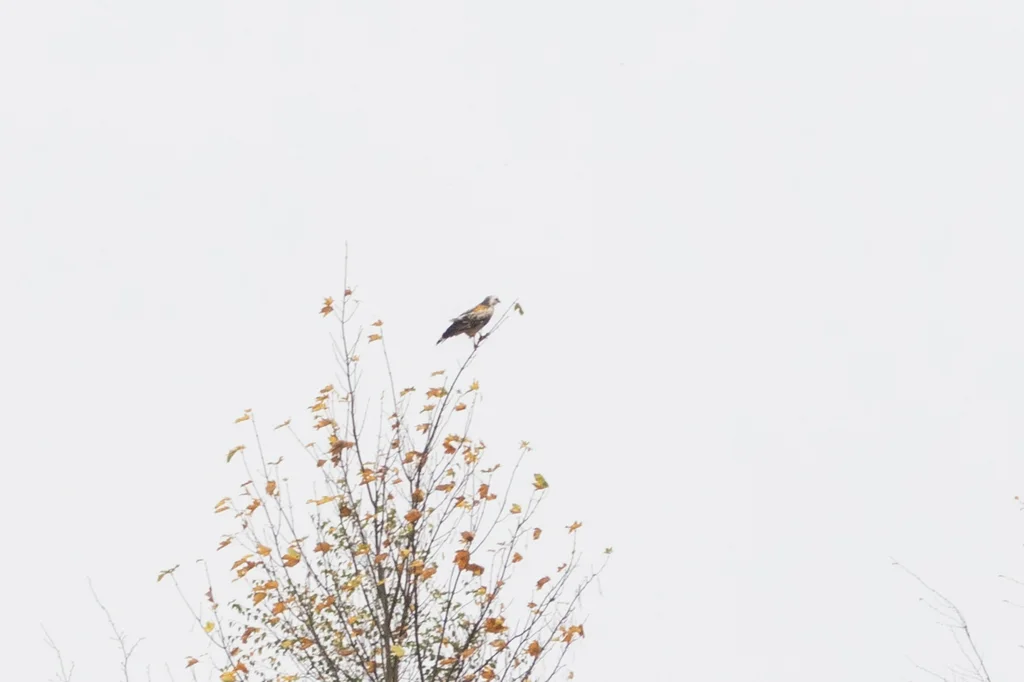 欧亚鵟(Buteo buteo)