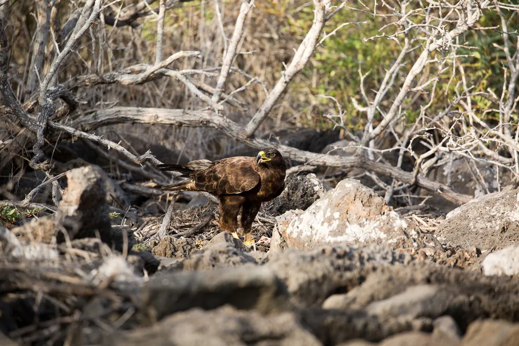 加岛鵟（Buteo galapagoensis）