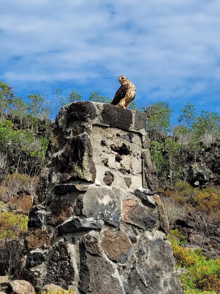 加岛鵟（Buteo galapagoensis）