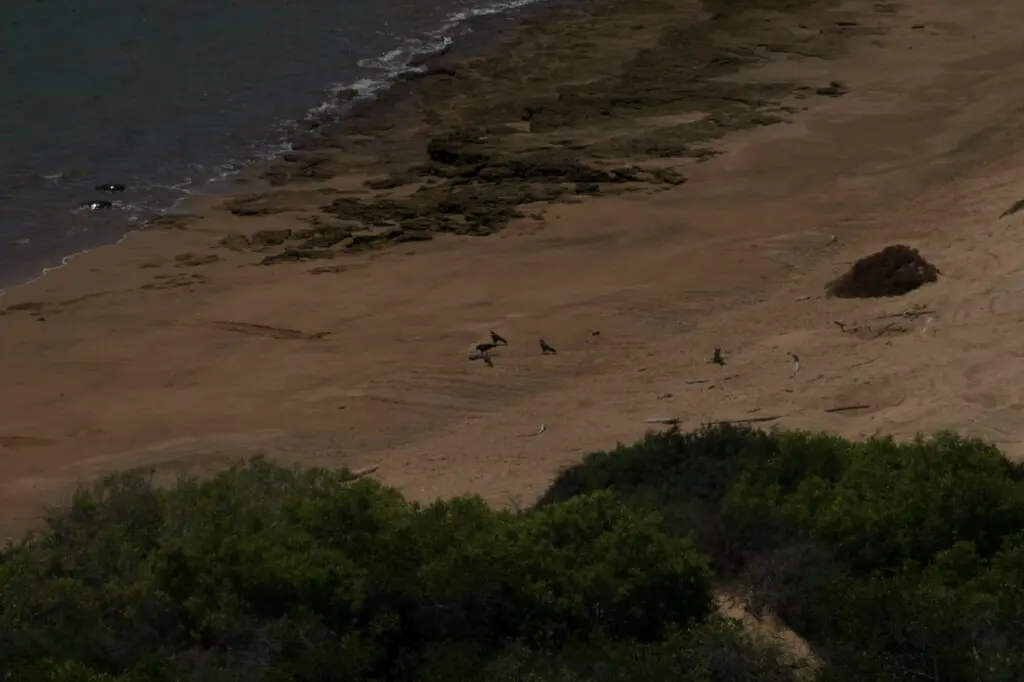 加岛鵟（Buteo galapagoensis）