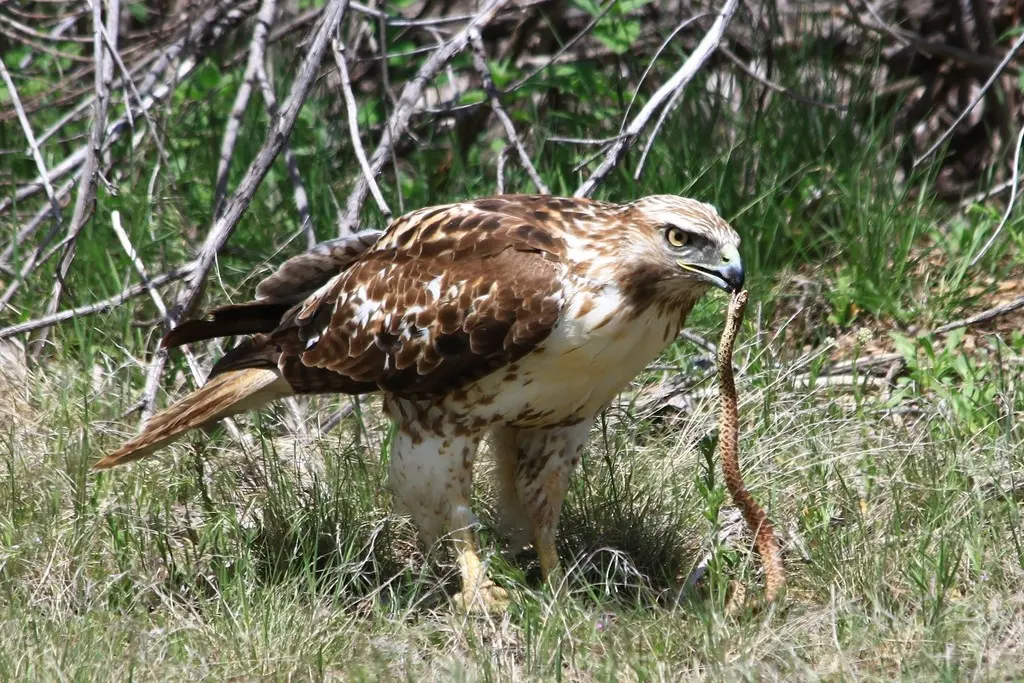 红尾鵟（Buteo jamaicensis）