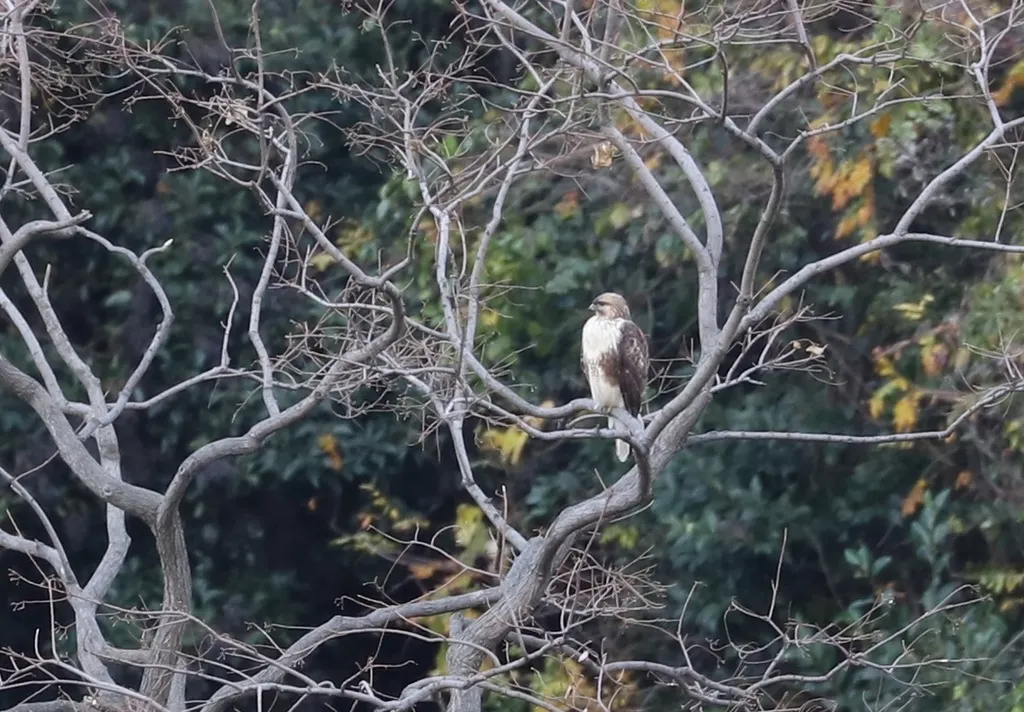 普通鵟(Buteo japonicus)