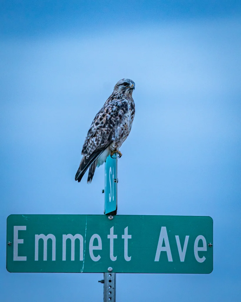 毛脚鵟(Buteo lagopus)
