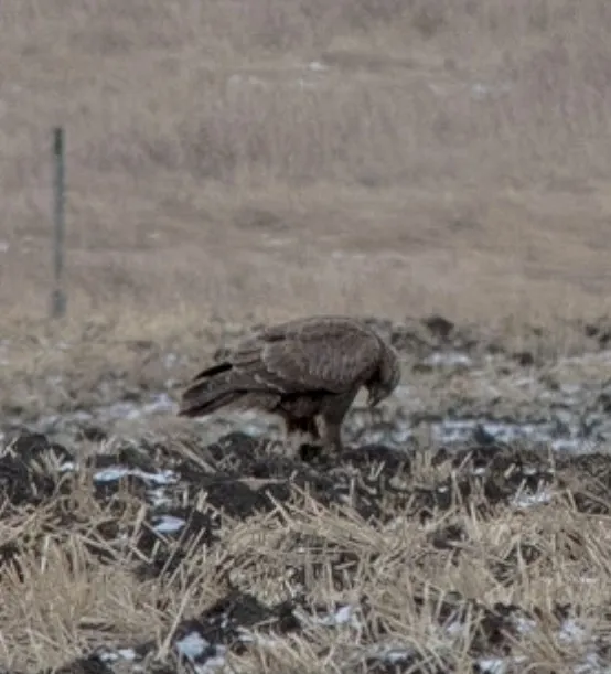 毛脚鵟(Buteo lagopus)