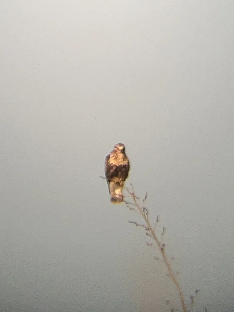 毛脚鵟(Buteo lagopus)