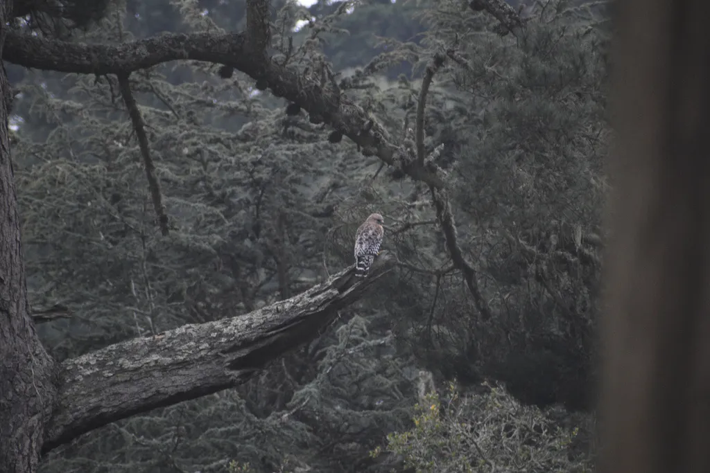 赤肩鵟(Buteo lineatus)