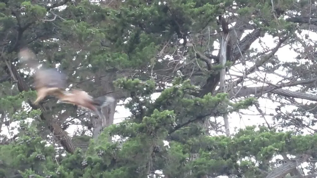 赤肩鵟(Buteo lineatus)