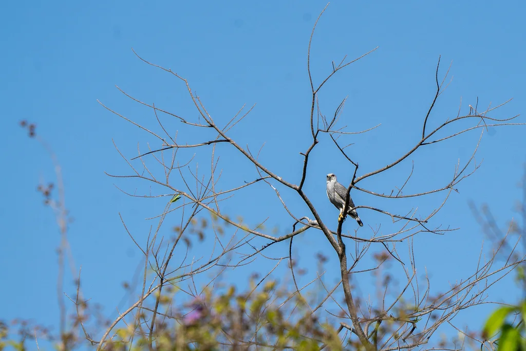 灰纹鵟(Buteo nitidus)