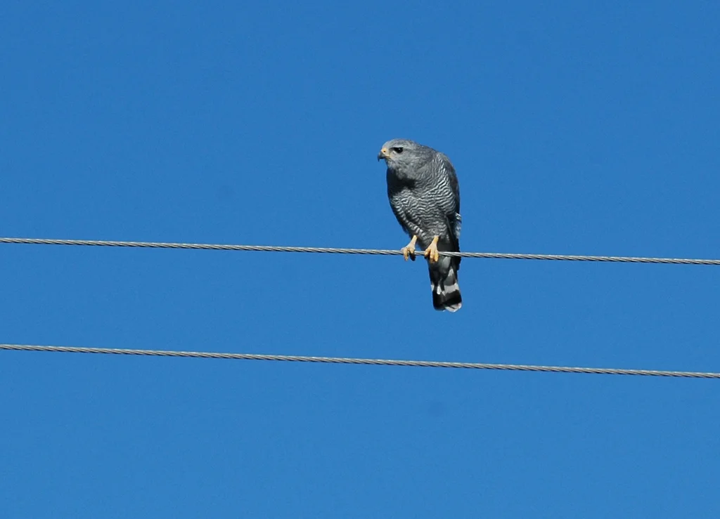 灰鵟(Buteo plagiatus)