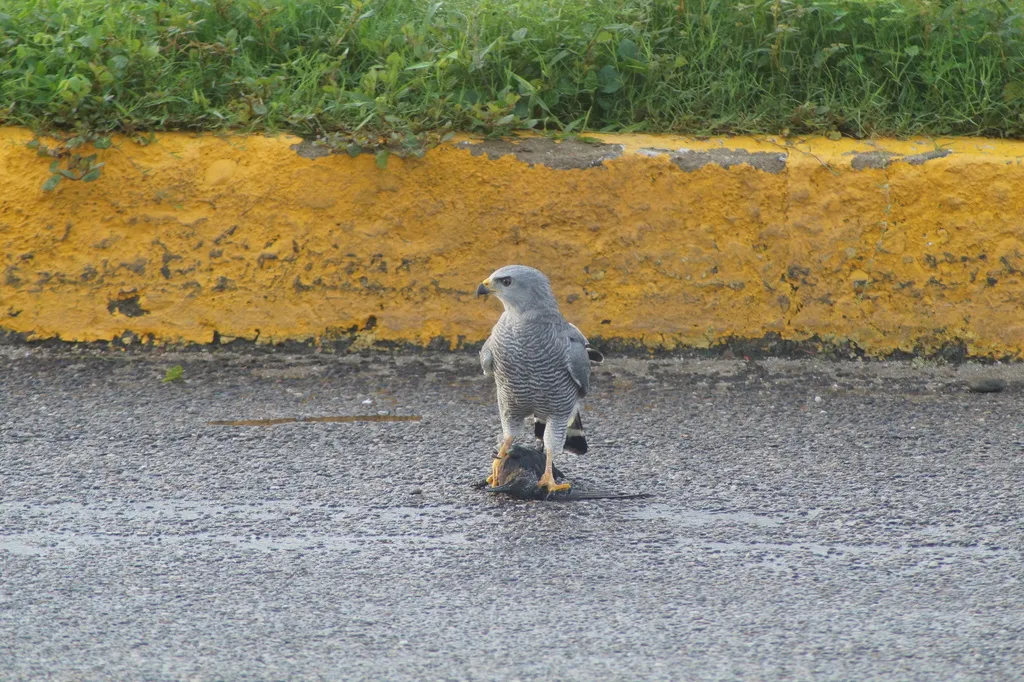 灰鵟(Buteo plagiatus)
