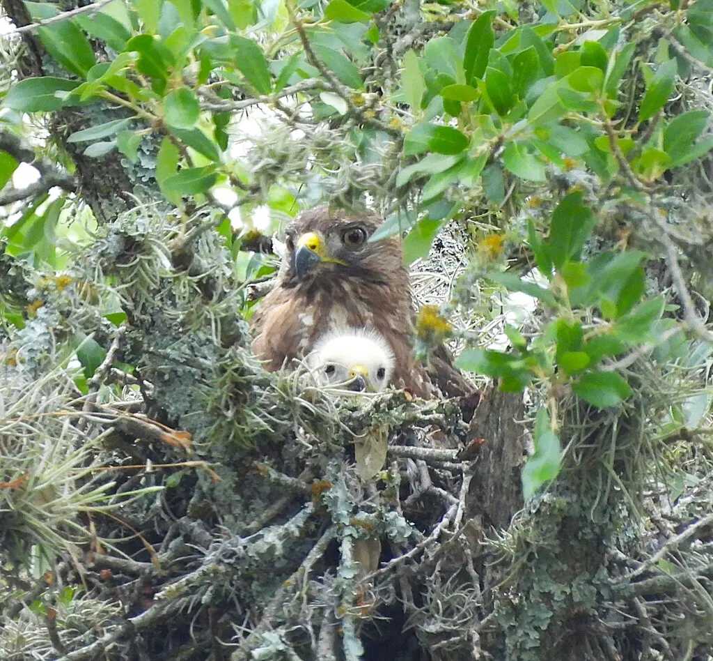 巨翅鵟(Buteo platypterus)
