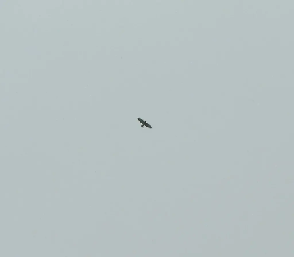 巨翅鵟(Buteo platypterus)