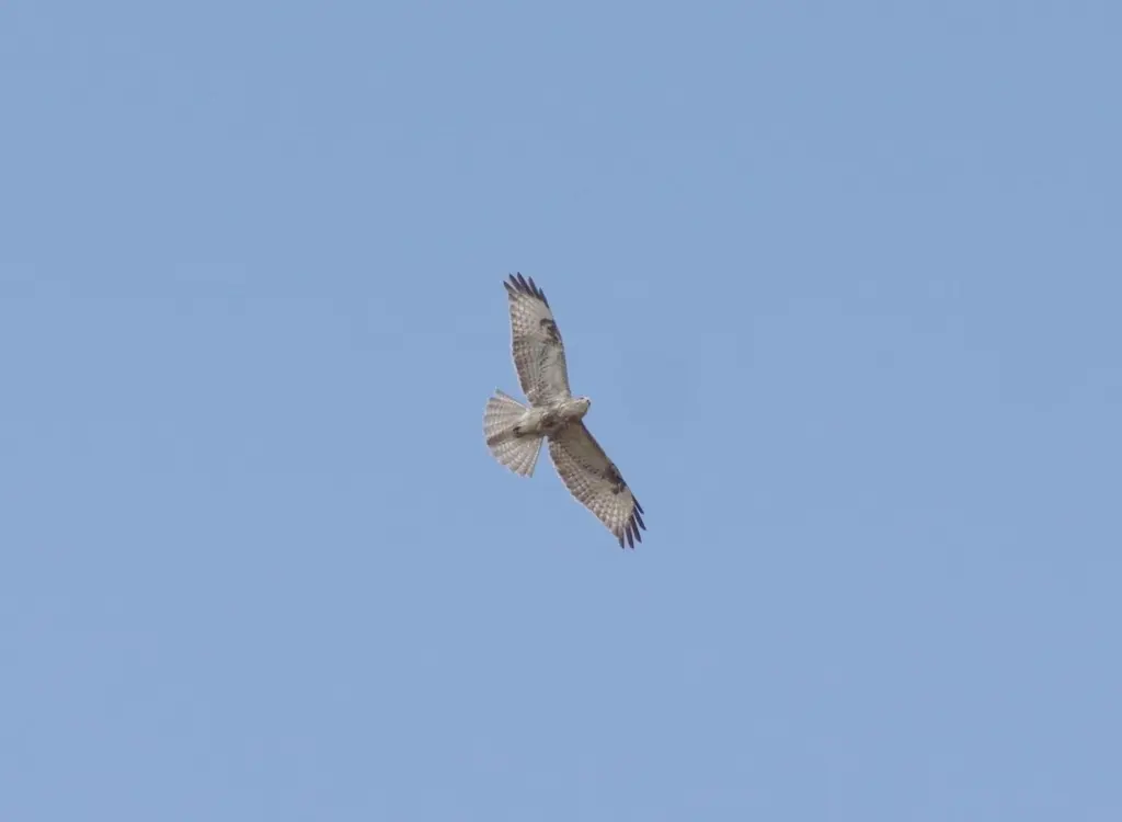 喜山鵟(Buteo refectus)