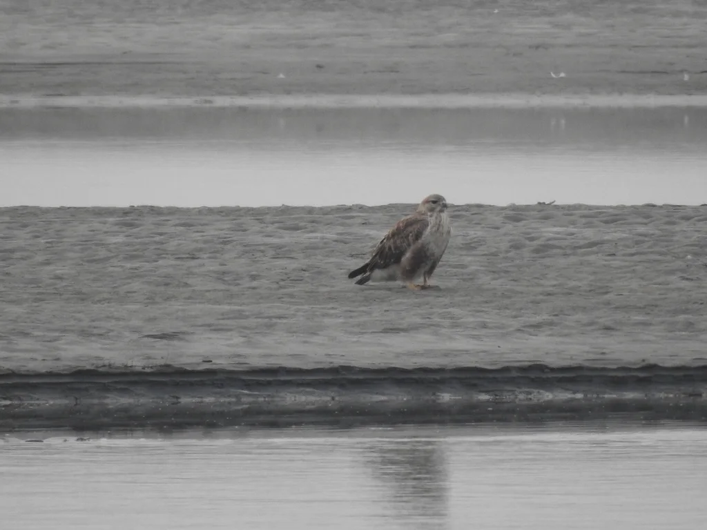 喜山鵟(Buteo refectus)