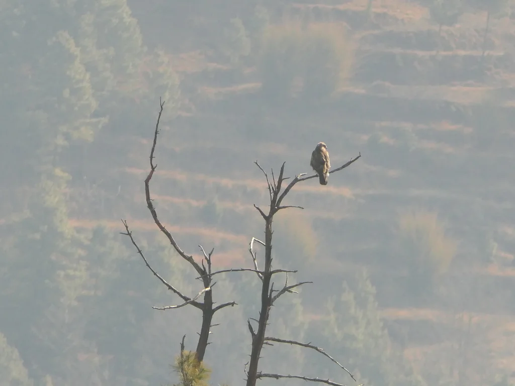 喜山鵟(Buteo refectus)