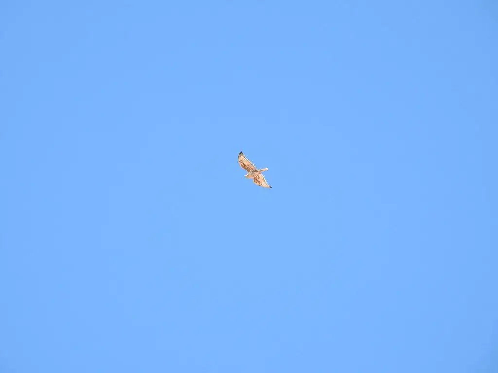 锈色鵟(Buteo regalis)