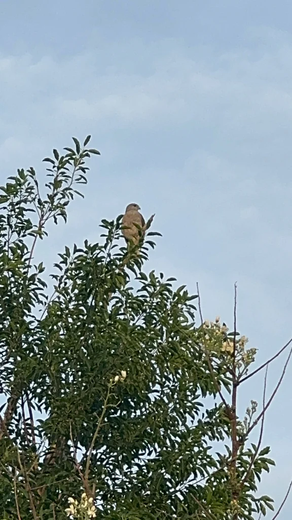 里氏鵟(Buteo ridgwayi)