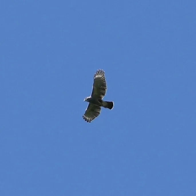 里氏鵟(Buteo ridgwayi)