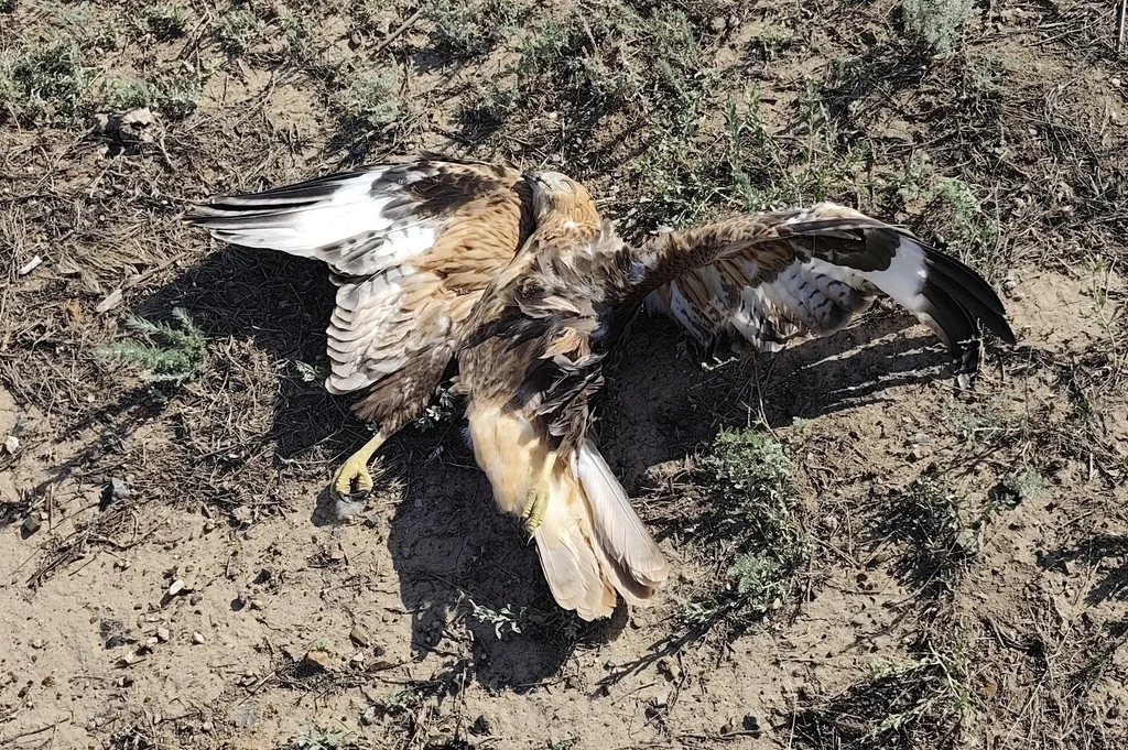 棕尾鵟(Buteo rufinus)