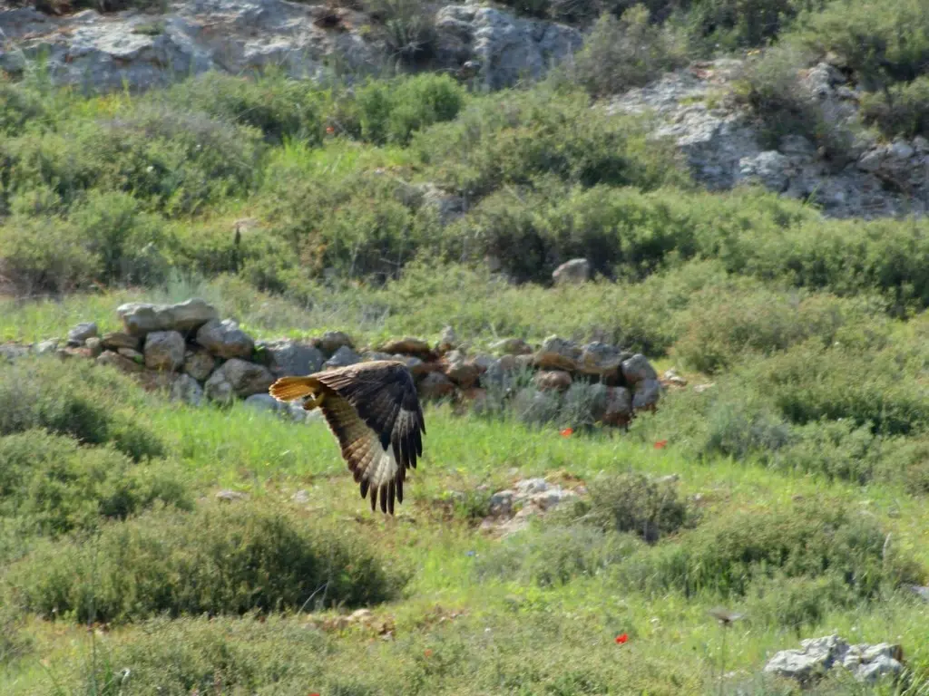 棕尾鵟(Buteo rufinus)