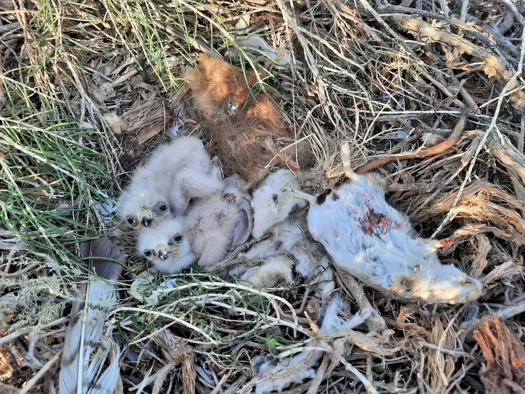 棕尾鵟(Buteo rufinus)