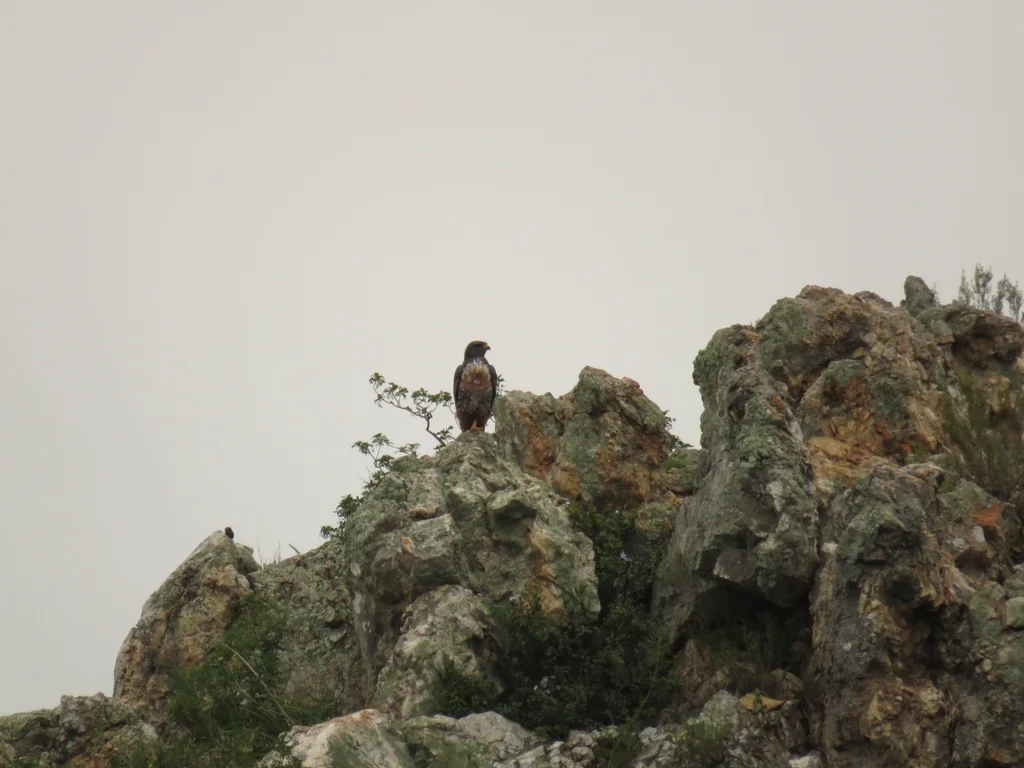 暗棕鵟(Buteo rufofuscus)