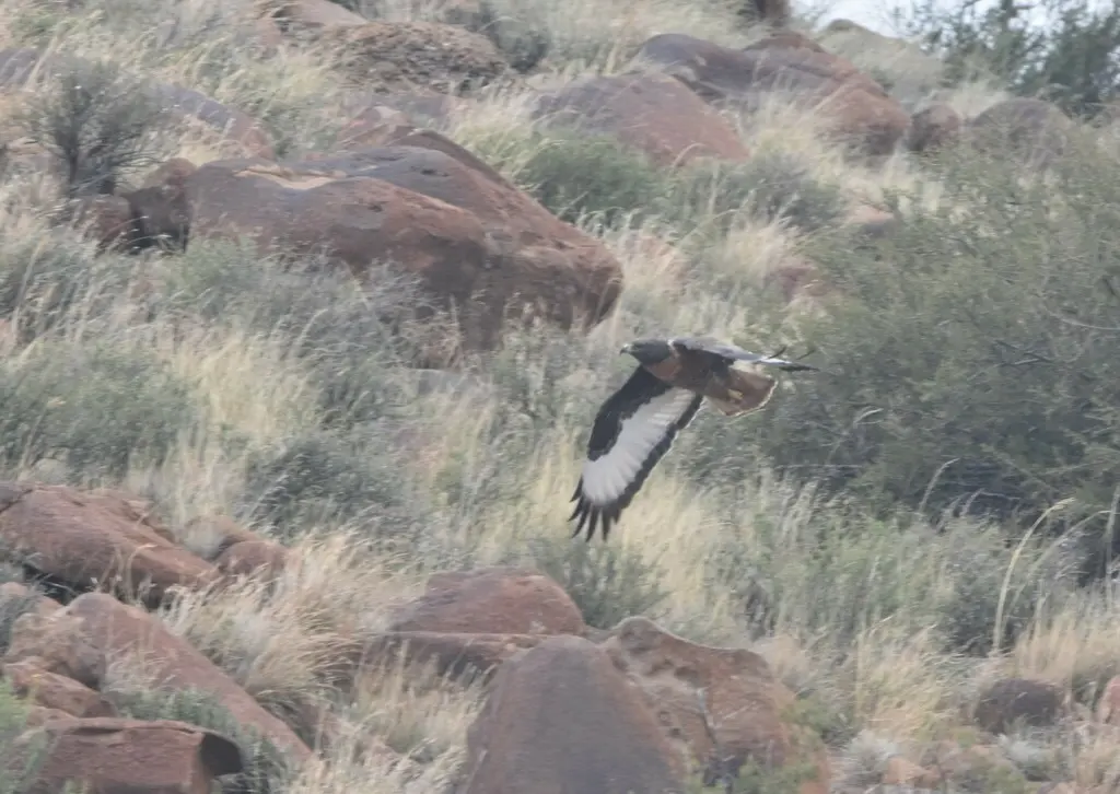 暗棕鵟(Buteo rufofuscus)